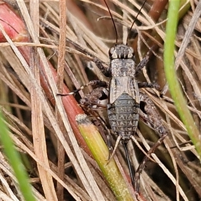 Bobilla sp. (genus) (A Small field cricket) at Oallen, NSW - 13 Dec 2025 by trevorpreston