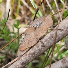 Goniaea australasiae (Gumleaf grasshopper) at Oallen, NSW - 13 Dec 2025 by trevorpreston