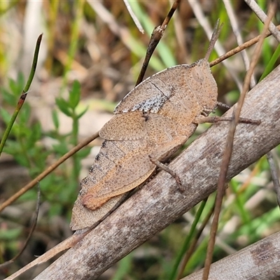 Goniaea australasiae (Gumleaf grasshopper) at Oallen, NSW - 13 Dec 2025 by trevorpreston