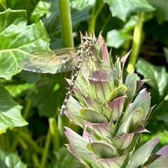Unverified Dragonfly (Anisoptera) at Rendezvous Creek, ACT - 13 Dec 2025 by KMcCue