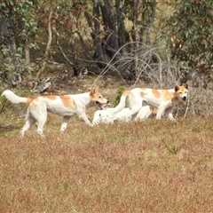 Canis lupus (Dingo / Wild Dog) at Rendezvous Creek, ACT - 12 Dec 2025 by KMcCue