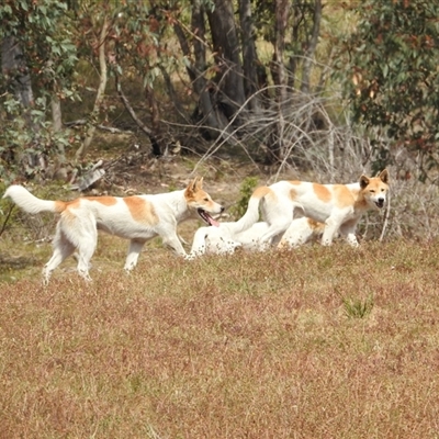 Canis lupus (Dingo / Wild Dog) at Rendezvous Creek, ACT - 12 Dec 2025 by KMcCue