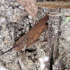 Goniaea carinata (Black kneed gumleaf grasshopper) at Oallen, NSW - 13 Dec 2025 by trevorpreston