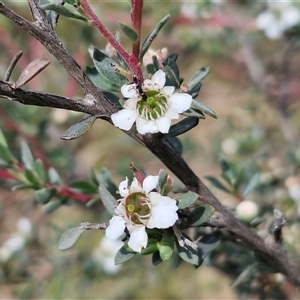 Leptospermum (genus) at Oallen, NSW - Yesterday by trevorpreston