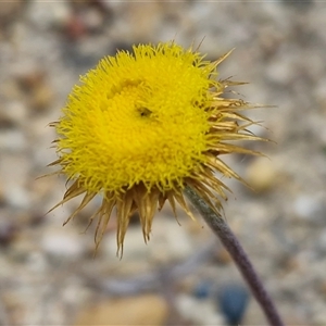 Coronidium oxylepis at Oallen, NSW - Yesterday by trevorpreston