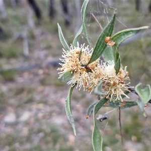 Hakea (genus) at Oallen, NSW - Yesterday by trevorpreston