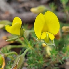 Gompholobium glabratum (Dainty Wedge Pea) at Oallen, NSW - 13 Dec 2025 by trevorpreston