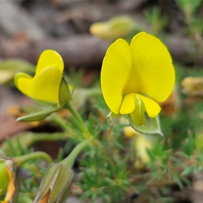 Gompholobium glabratum (Dainty Wedge Pea) at Oallen, NSW - 13 Dec 2025 by trevorpreston