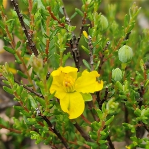 Hibbertia sp. at Oallen, NSW - Yesterday by trevorpreston
