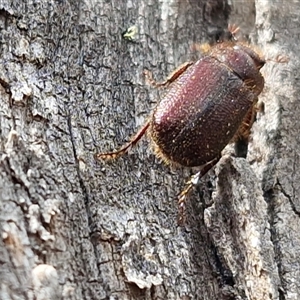 Unverified Scarab beetle (Scarabaeidae) at Oallen, NSW - Yesterday by trevorpreston