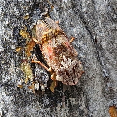 Stenocotis depressa (Leafhopper) at Oallen, NSW - 13 Dec 2025 by trevorpreston
