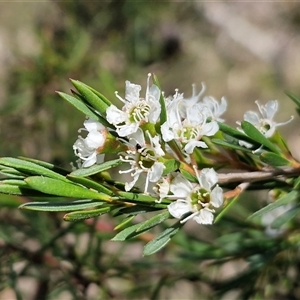 Leptospermum (genus) at Oallen, NSW - Yesterday by trevorpreston