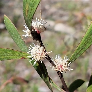 Hakea (genus) at Oallen, NSW - Yesterday by trevorpreston