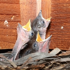 Colluricincla harmonica by Csteele4