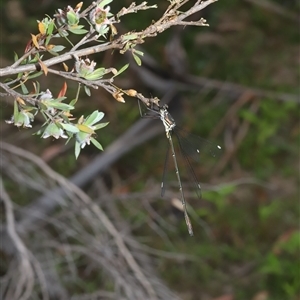 Synlestes weyersii at Jerangle, NSW - Yesterday by Csteele4