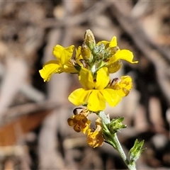 Goodenia bellidifolia subsp. bellidifolia (Daisy Goodenia) at Oallen, NSW - 13 Dec 2025 by trevorpreston