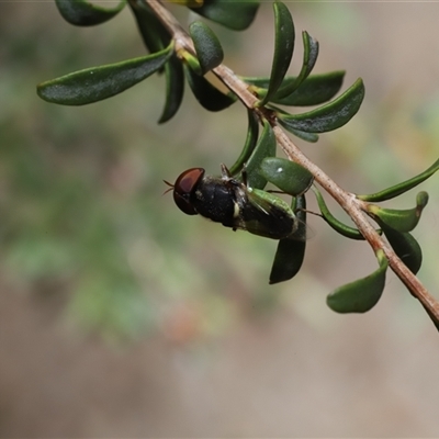 Odontomyia hunteri (Soldier fly) at Jerangle, NSW - 13 Dec 2025 by Csteele4