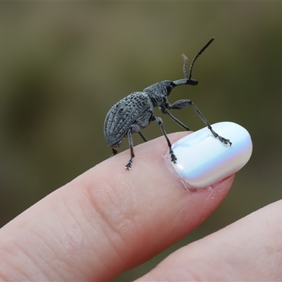 Eurhynchus scabrior (A eurhynchine weevil) at Peak View, NSW - 13 Dec 2025 by Csteele4