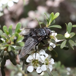 Rutilia (Donovanius) sp. (genus & subgenus) at Jerangle, NSW - Yesterday by Csteele4