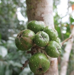 Ficus congesta var. congesta (red-leafed fig) at Syndicate, QLD - 4 Sep 2016 by JasonPStewart