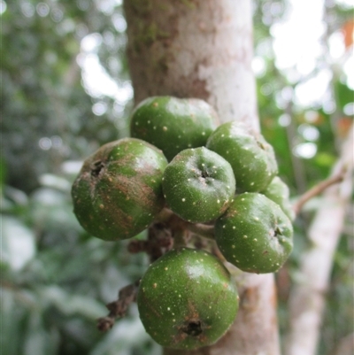 Ficus congesta var. congesta (red-leafed fig) at Syndicate, QLD - 4 Sep 2016 by JasonPStewart