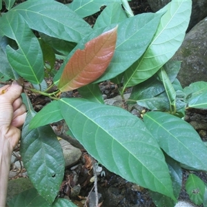 Ficus congesta var. congesta (red-leafed fig) by JasonPStewart