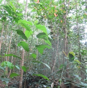 Ficus congesta var. congesta (red-leafed fig) at Shannonvale, QLD - 11 Nov 2017 by JasonPStewart