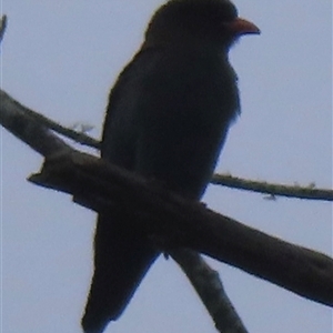 Eurystomus orientalis at Araluen, NSW - Yesterday by RobParnell