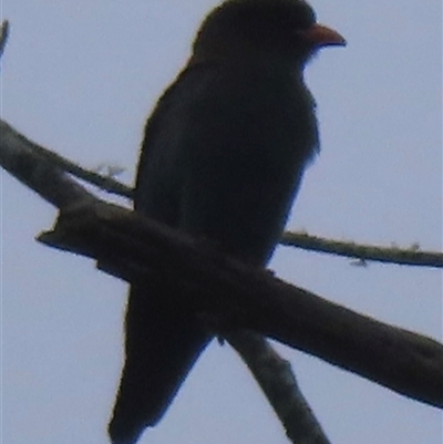 Eurystomus orientalis at Araluen, NSW - 13 Dec 2025 by RobParnell