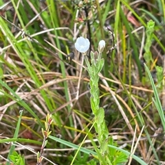 Epilobium gunnianum (Gunn's Willow-herb) at Tharwa, ACT - 13 Dec 2025 by JaneR