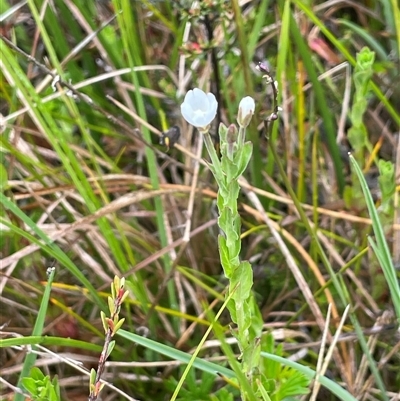 Epilobium gunnianum (Gunn's Willow-herb) at Tharwa, ACT - 13 Dec 2025 by JaneR