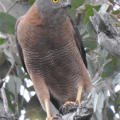 Tachyspiza fasciata at Kambah, ACT - 13 Dec 2025 by HelenCross