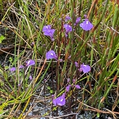 Utricularia dichotoma (Fairy Aprons, Purple Bladderwort) at Tharwa, ACT - 13 Dec 2025 by JaneR