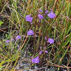 Utricularia dichotoma at Tharwa, ACT - Yesterday by JaneR