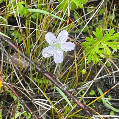 Geranium neglectum (Red-stemmed Cranesbill) at Tharwa, ACT - 13 Dec 2025 by JaneR