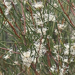 Hakea microcarpa at Tharwa, ACT - Yesterday by JaneR