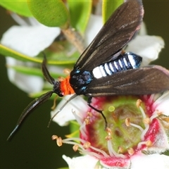 Hestiochora furcata (A zygaenid moth) at Tharwa, ACT - 13 Dec 2025 by Harrisi