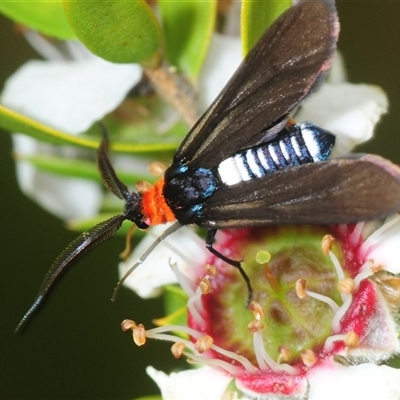 Hestiochora furcata (A zygaenid moth) at Tharwa, ACT - 13 Dec 2025 by Harrisi