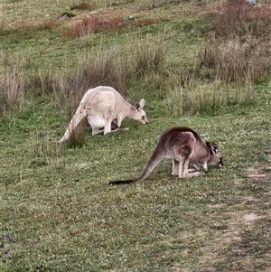 Macropus giganteus at Nicholls, ACT - 10 Oct 2025 by 99