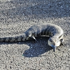Tiliqua scincoides scincoides (Eastern Blue-tongue) at Mitchell, ACT - 17 Oct 2025 by 99