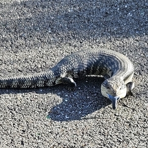 Tiliqua scincoides scincoides at Mitchell, ACT - 17 Oct 2025 by 99