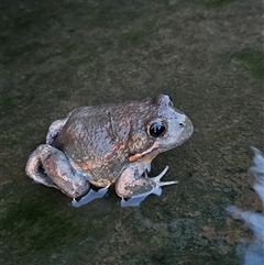 Limnodynastes dumerilii (Eastern Banjo Frog) at Nicholls, ACT - 4 Jan 2025 by 99