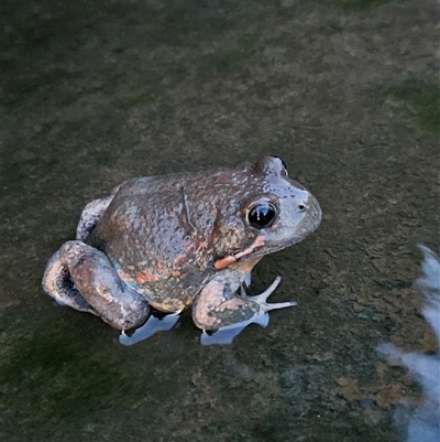 Limnodynastes dumerilii (Eastern Banjo Frog) at Nicholls, ACT - 4 Jan 2025 by 99