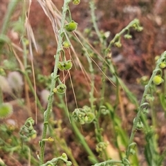 Cynoglossum australe (Australian Forget-me-not) at Hawker, ACT - 13 Dec 2025 by sangio7