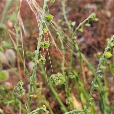Cynoglossum australe (Australian Forget-me-not) at Hawker, ACT - 13 Dec 2025 by sangio7