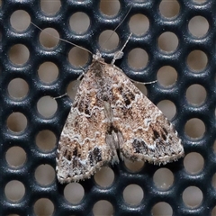 Arrade destituta (Cryptic Snout Moth) at Turner, ACT - 9 Dec 2025 by ConBoekel