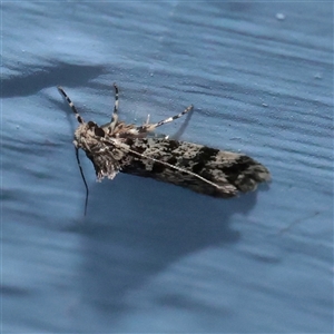 Barea codrella (A concealer moth) at Turner, ACT - 9 Dec 2025 by ConBoekel