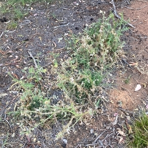 Carduus pycnocephalus at Watson, ACT - 12 Dec 2025 by waltraud