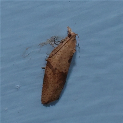 Epiphyas postvittana (Light Brown Apple Moth) at Turner, ACT - 9 Dec 2025 by ConBoekel