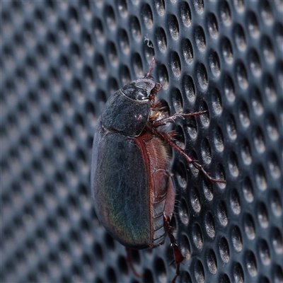 Melolonthinae (subfamily) at Turner, ACT - 10 Dec 2025 by ConBoekel